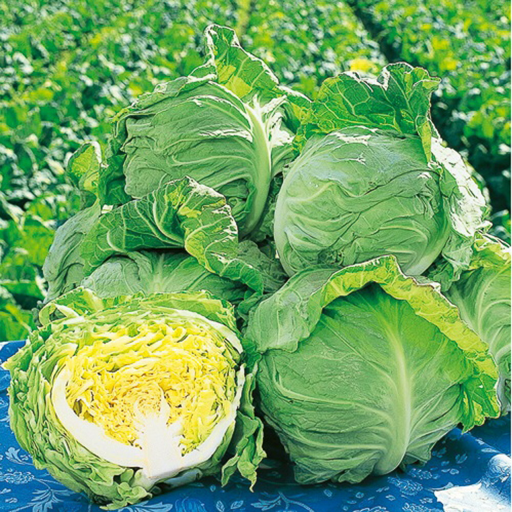 春波甘藍 タキイ交配 L5千粒5センR キャベツ 甘藍 かんらん カンラン