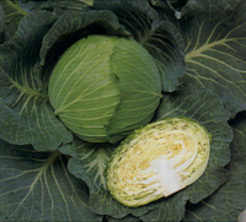 夢ごろも球菜 タキイかけ合わせ L5千粒5センR 球菜 球菜 かんらん 球菜【タキイ 種 たね タネ】【押し並べて5倍 5のつく日は尖んがり10倍】 種子-花・ガーデン・DIY-ガーデニング・農業