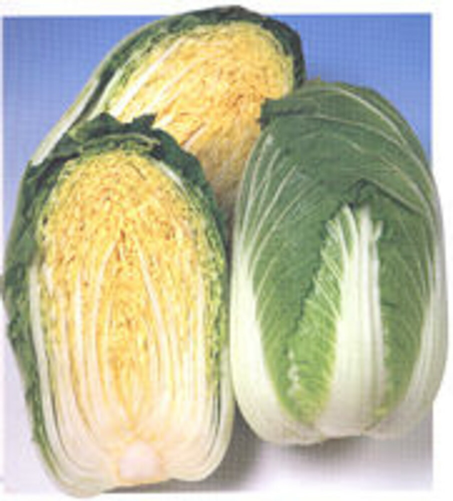黄ごころ85白菜(き・85) タキイ掛け合わせ L5千粒5センR 白菜 ハクサイ はくさい【タキイ 種 たね タネ】【原則として5倍 5のつく日は尖んがり10倍】