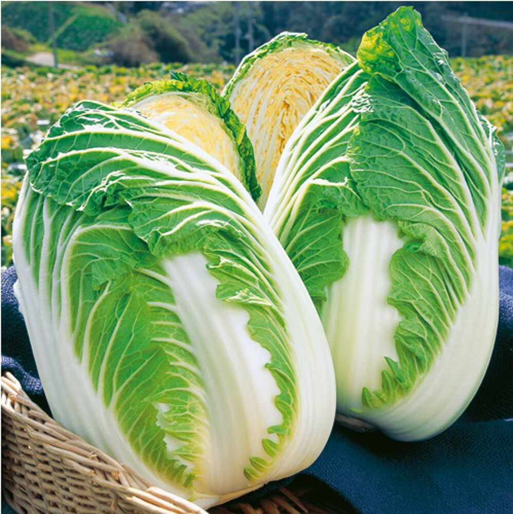 きらぼし90白菜 タキイ交配 L5千粒5センR 白菜 ハクサイ はくさい【タキイ 種 たね タネ】【通常5倍 5のつく日はポイント10倍】