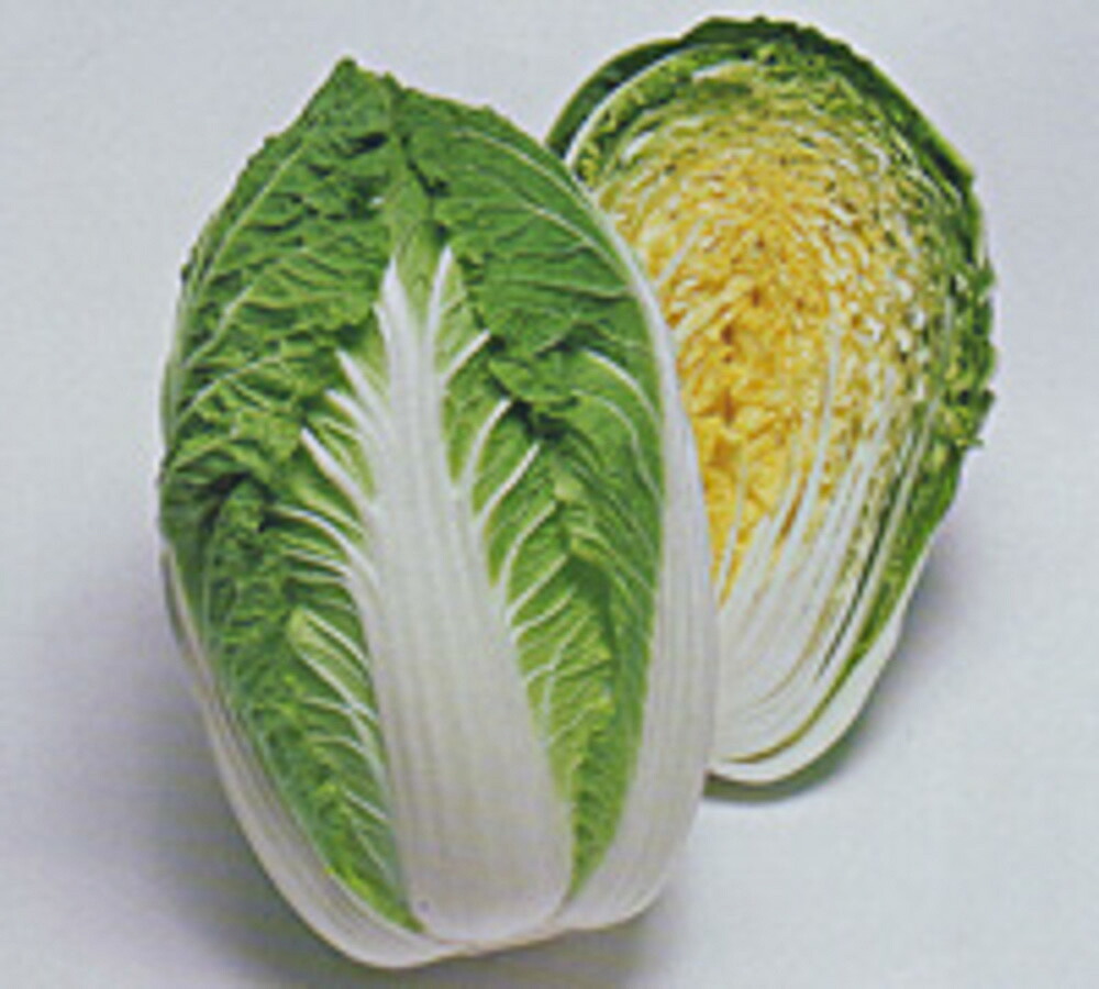 晴黄60白菜 タキイ交配 ｺｰﾄ5000粒 白菜 ハクサイ はくさい【タキイ 種 たね タネ】【通常5倍 5のつく日はポイント10倍】｜全国種苗出荷センター