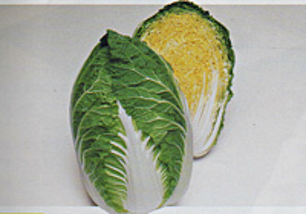 晴黄65白菜 タキイ交配 L5千粒5センR 白菜 ハクサイ はくさい【タキイ 種 たね タネ】【通常5倍 5のつく日はポイント10倍】