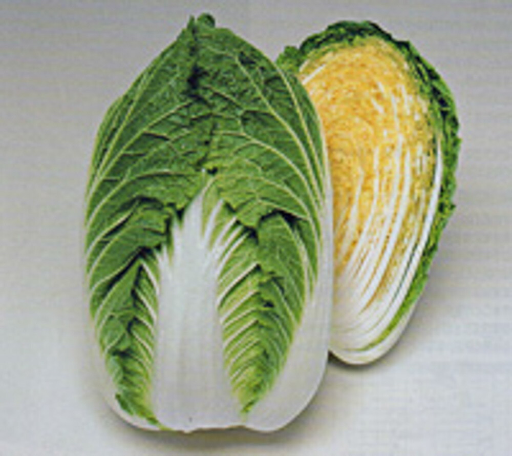 晴黄85白菜 タキイ交配 L5千粒5センR 白菜 ハクサイ はくさい【タキイ 種 たね タネ】【通常5倍 5のつく日はポイント10倍】｜全国種苗出荷センター
