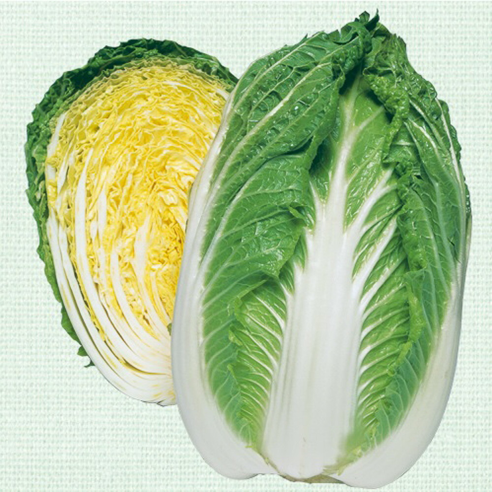 晴黄90白菜 タキイ交配 L5千粒5センR 白菜 ハクサイ はくさい【タキイ 種 たね タネ】【通常5倍 5のつく日はポイント10倍】