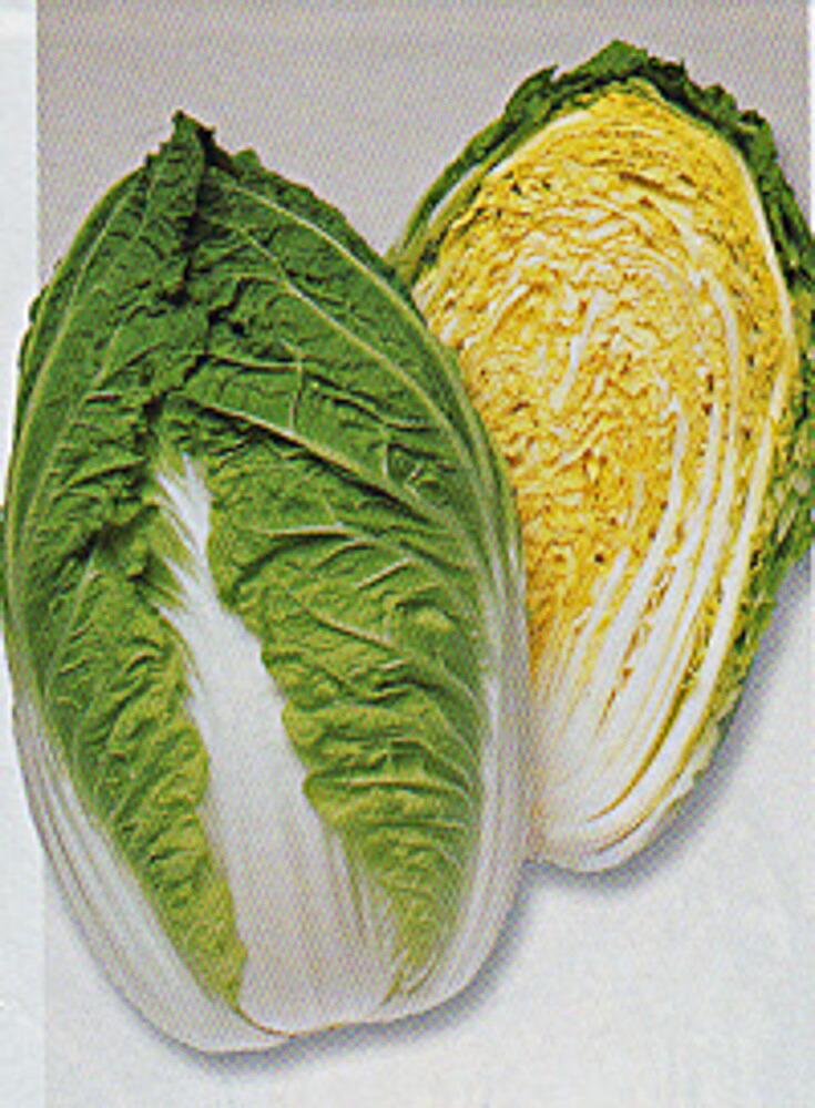 晴舞台65白菜 タキイ交配 ペレットL5千粒5センR 白菜 ハクサイ はくさい【タキイ 種 たね タネ】【通常5倍 5のつく日はポイント10倍】