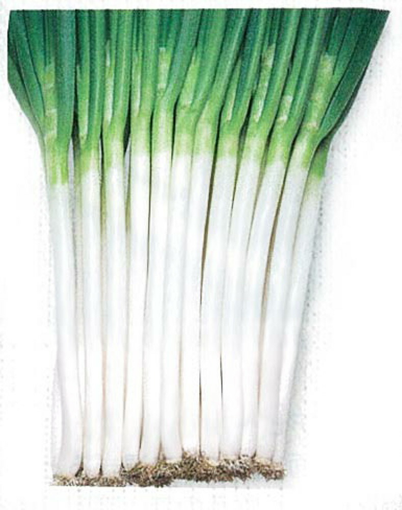 楽天市場 タキイ交配 ホワイトソード葱 2l5千粒5センr 葱 ネギ ねぎ タキイ 種 たね タネ 通常6倍 5のつく日はポイント10倍 一万円以上の購入で4 Offクーポン 全国種苗出荷センター