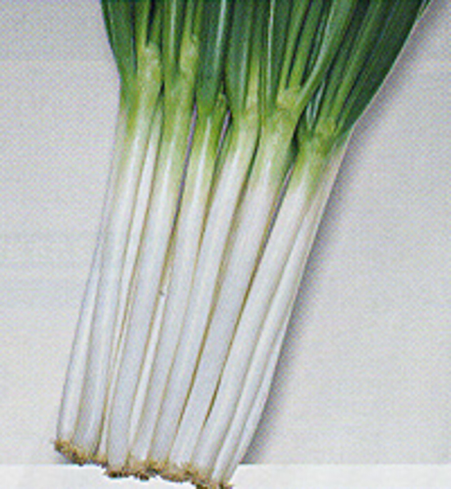 楽天市場】【ポイント5倍 5のつく日は10倍】龍のぼり(UE-506) 2Lコート