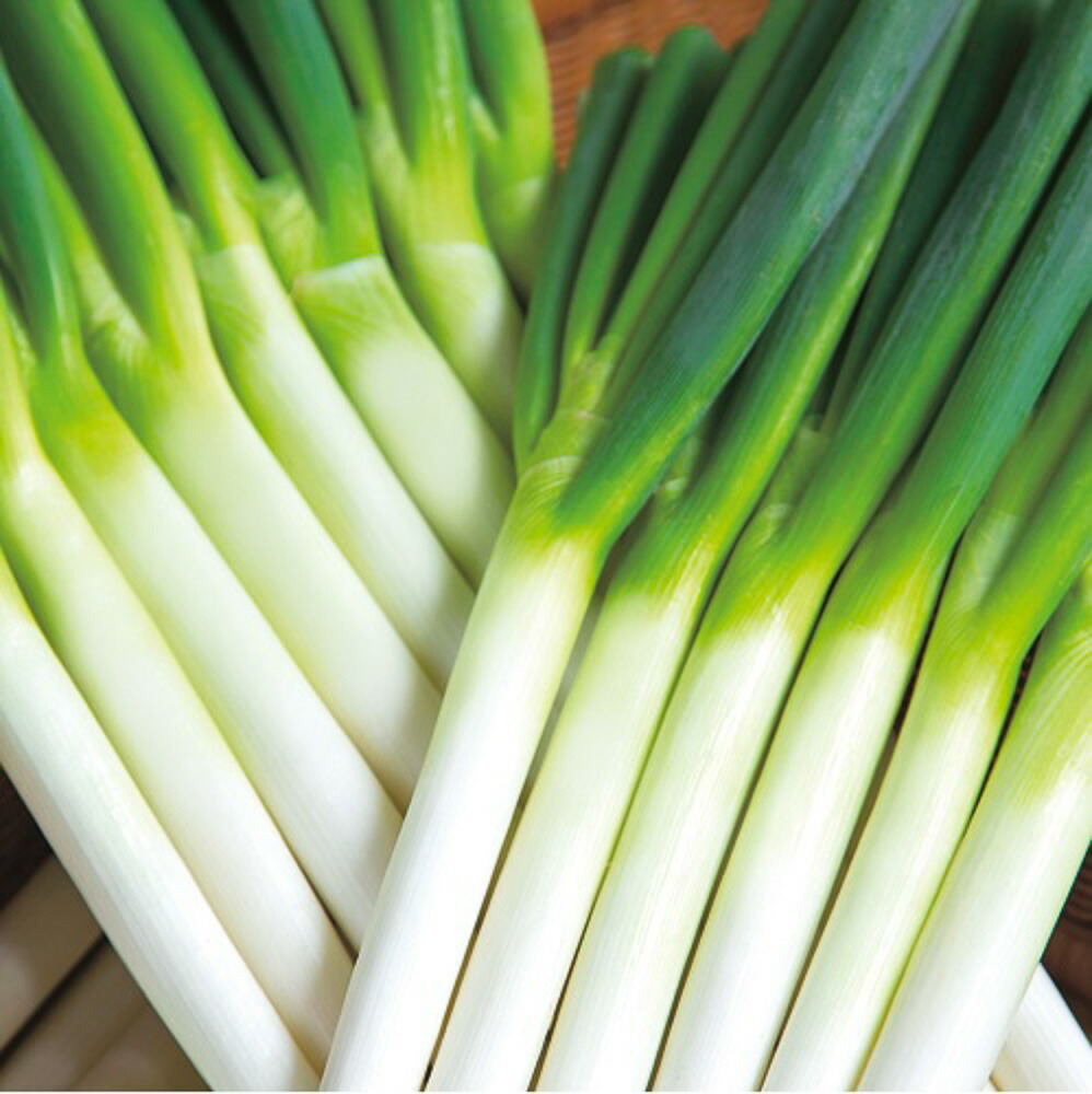 楽天市場 楽天出店記念 ポイント10倍 タキイ タキイ交配 名月一文字葱 1dlスタンドパック100ml 全国種苗出荷センター