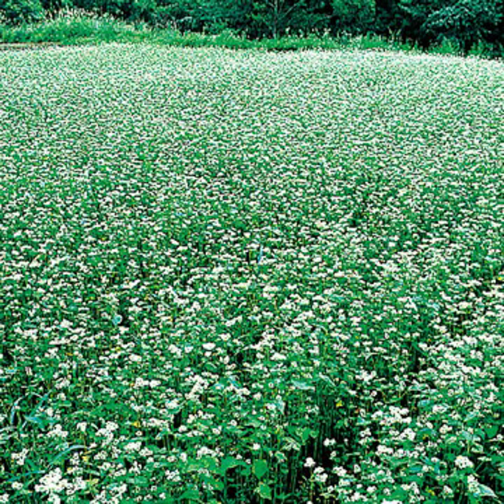 楽天市場】はれぞら 1000粒 トマト とまと 蕃茄【ヴィルモランみかど 種 たね タネ】【通常5倍 5のつく日はポイント10倍】 :  全国種苗出荷センター