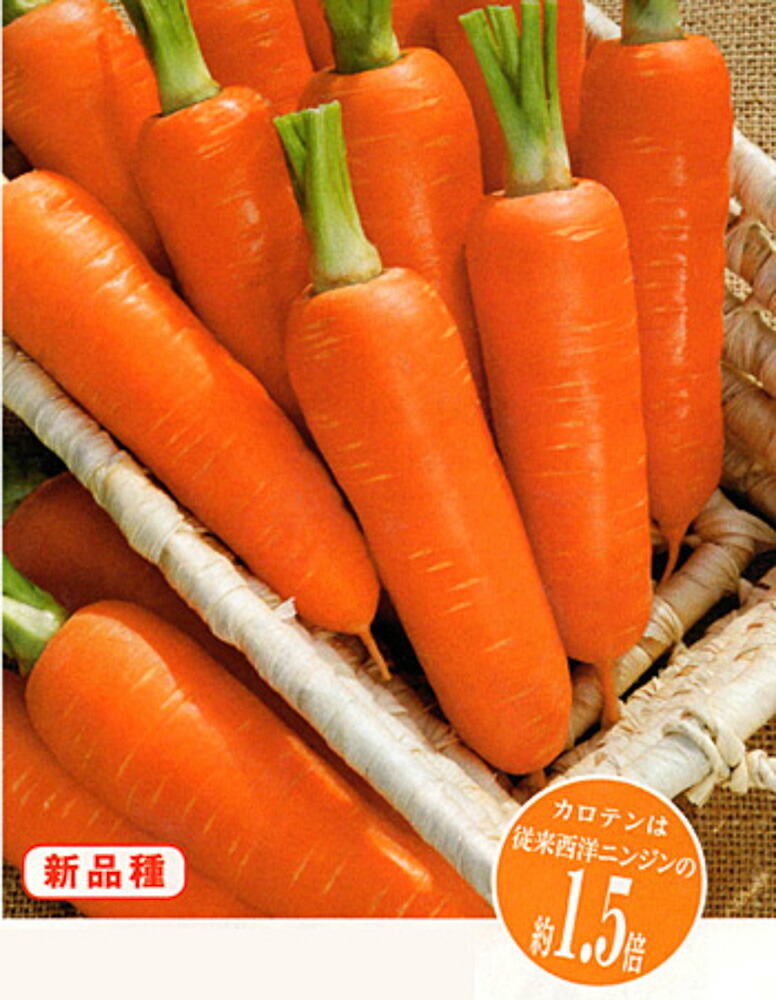 楽天市場】ローラ 5万粒 ニンジン にんじん 人参【ヴィルモランみかど