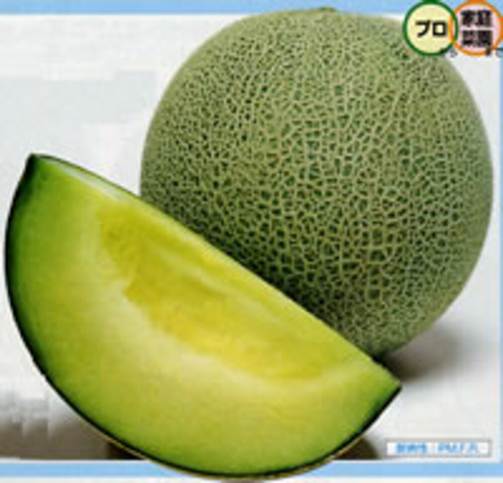 楽天市場】パンナメロン タキイ交配 100粒100R めろん メロン 舐瓜