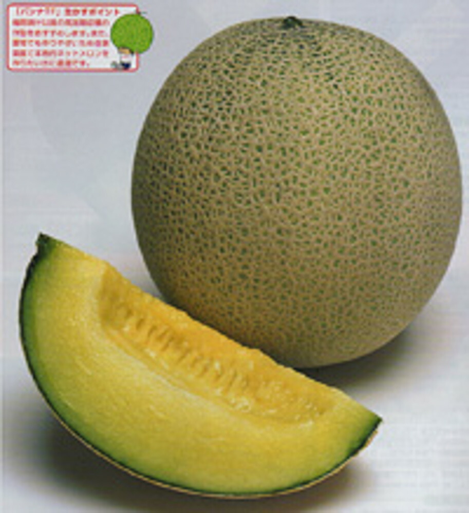 ぱんなめろん　 楽天市場】パンナTFメロン タキイ交配 100粒100R めろん メロン 舐瓜