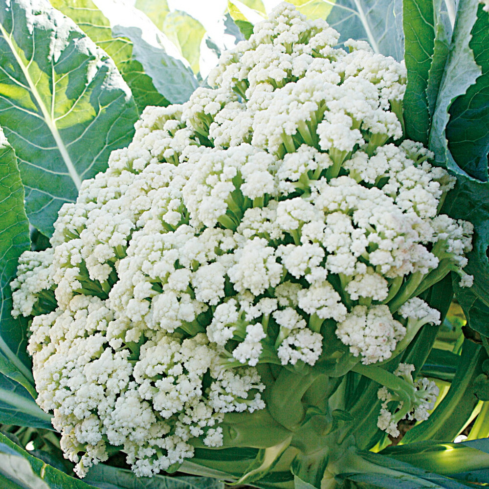 花椰菜 カリフローレ60 2500粒(L厚地の外套) グストイタリア 金剛石掛け合わせ 【トキタ 種 たね タネ】【原則として5倍 5のつく日は尖んがり10倍】