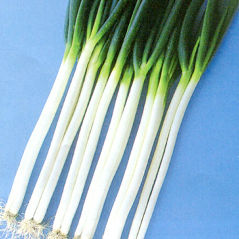 ネギ　大河の轟き　5000粒　有効期限11月 トキタ種苗 ネギ種子 大河の轟き【取り寄せ注文】＊種子有効期限2026年