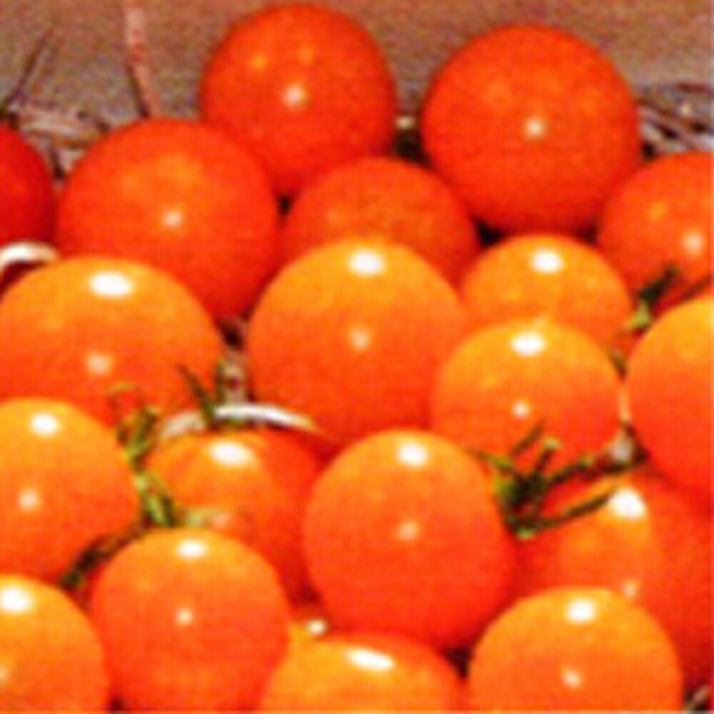 とまと様 楽天市場】サンオレンジ(TSX-118) 1000粒 トマト とまと 蕃茄 ダイヤ