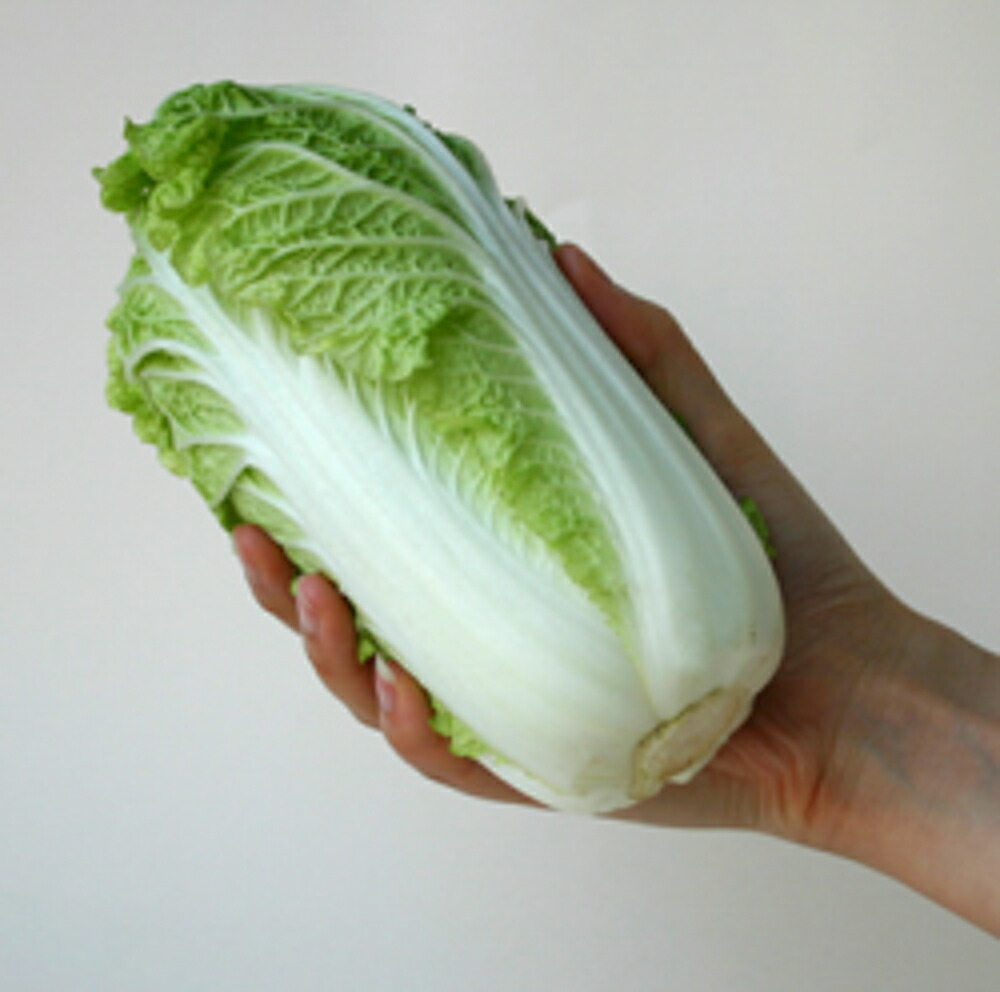 白菜 Amazon | サカタのタネ 実咲野菜2621 サラダミニ白菜 タイニー