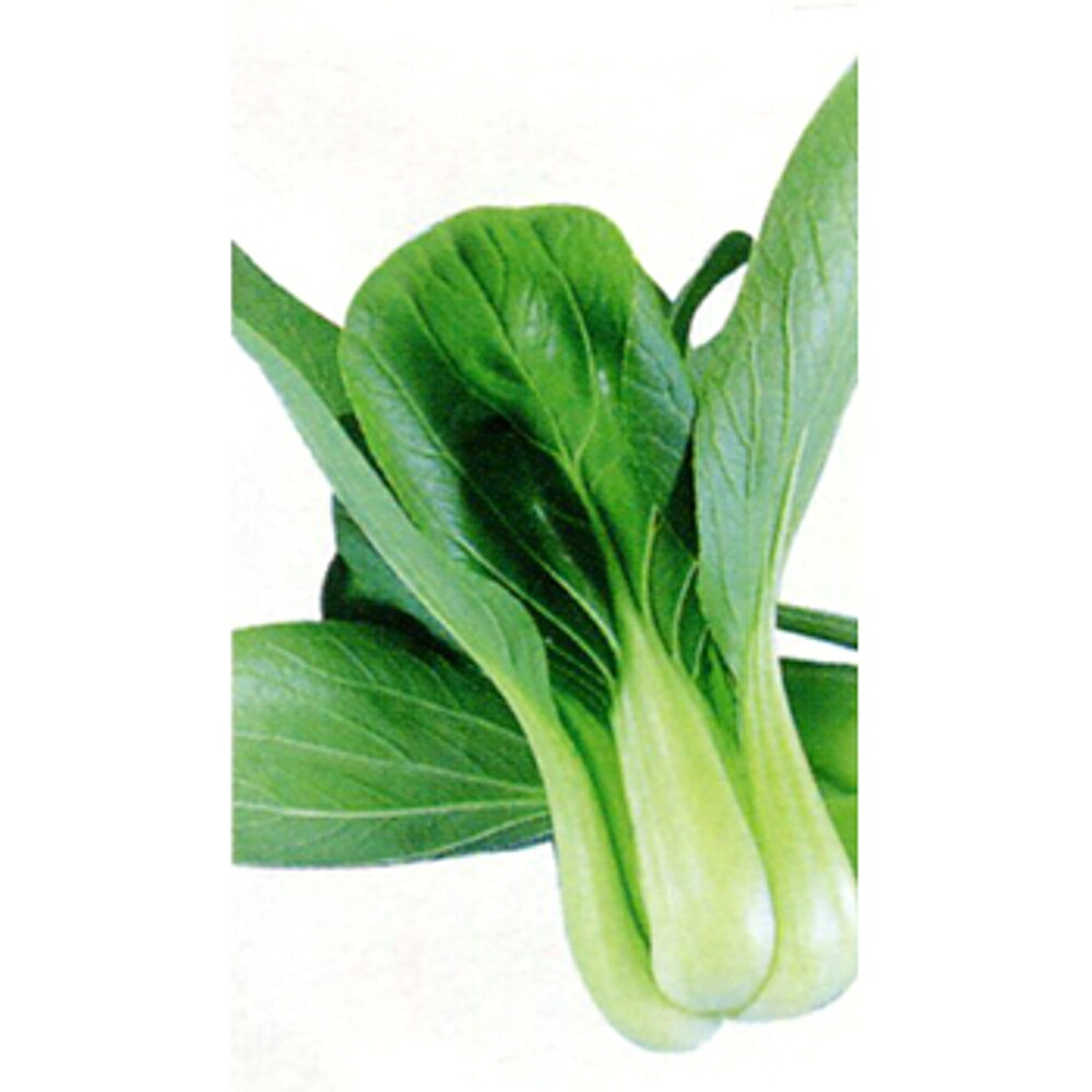 華江 2dl 青梗菜 チンゲン菜 チンゲンサイ ちんげんさい ダイヤ交配 【トキタ 種 たね タネ】【通常5倍 5のつく日はポイント10倍】