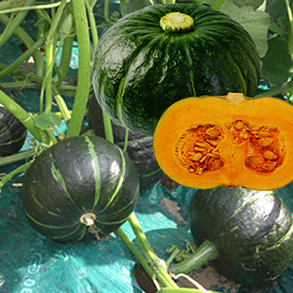 味てんぐ南瓜 2dl袋(350粒) 南瓜 カボチャ かぼちゃ 味てんぐ南瓜 2dl袋(350粒) 南瓜 カボチャ かぼちゃ