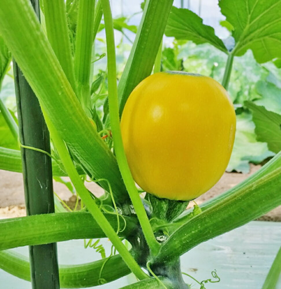 トウガラシ ビキーニョ イエロー 種子 3g入り（約1000粒） トウガラシ