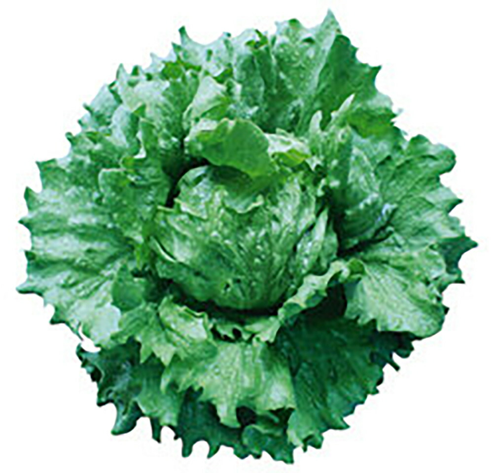 楽天市場】BL-456 5000粒(Lコート) ブロッコリー 【ブロリード 種 たね