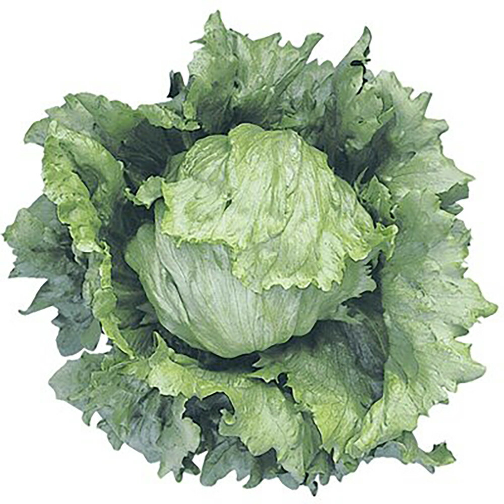 楽天市場】BL-456 5000粒(Lコート) ブロッコリー 【ブロリード 種 たね