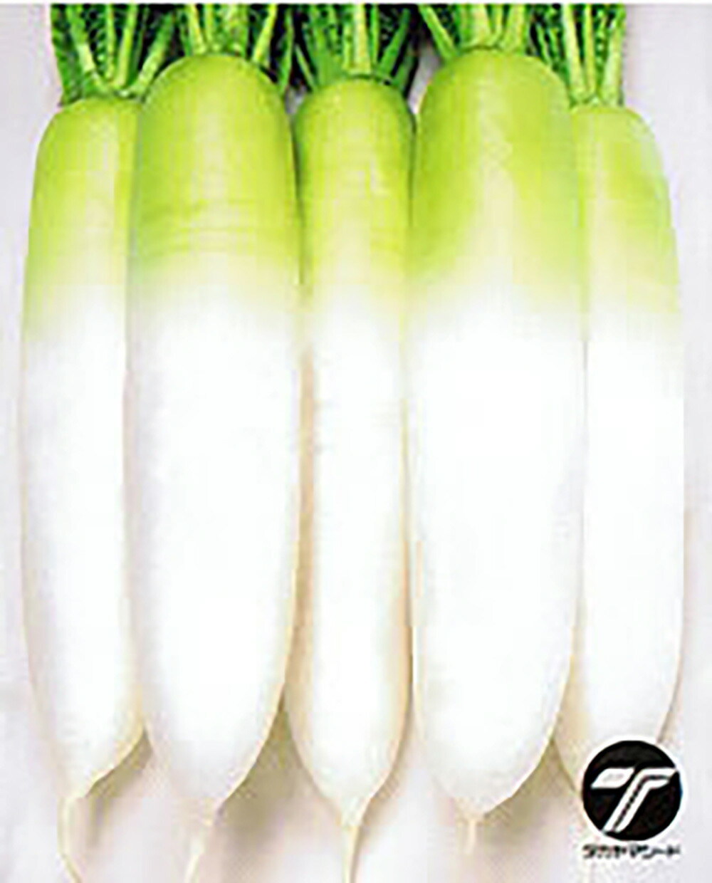 楽天市場】新天地 20ml 大根 ダイコン だいこん【タカヤマシード 種