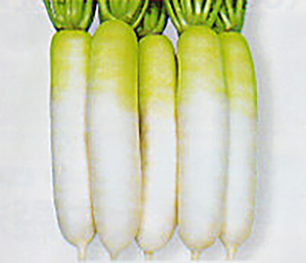 楽天市場】冬職人 2dl 大根 ダイコン だいこん【タカヤマシード 種