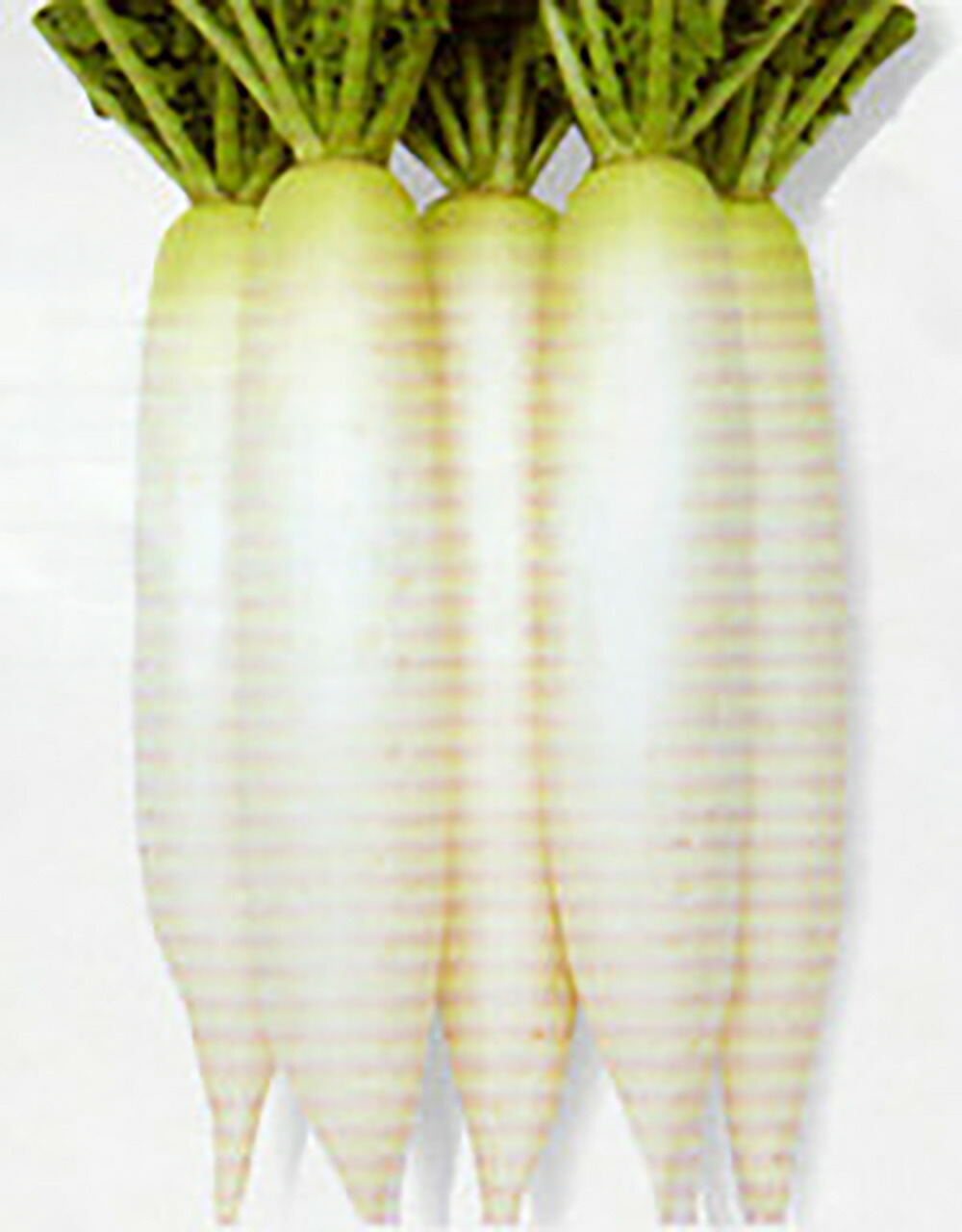 楽天市場】新天地 2dl 大根 ダイコン だいこん【タカヤマシード 種