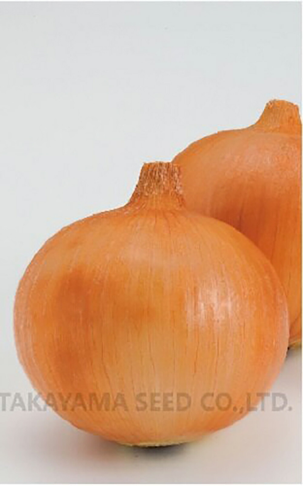 楽天市場】トップゴールド515 2dl 玉ねぎ たまねぎ 玉葱 タマネギ