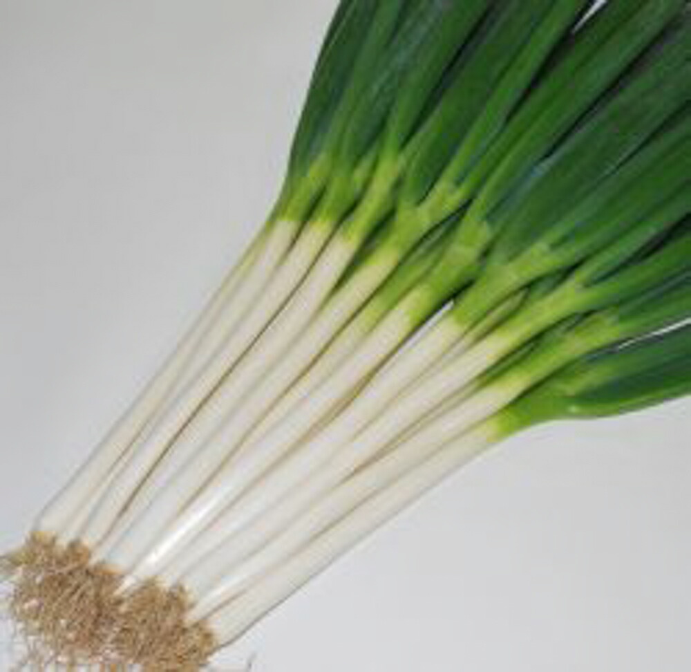 楽天市場】深緑のいざない(TSX-513) 5000粒(コート) 葱 ネギ ねぎ