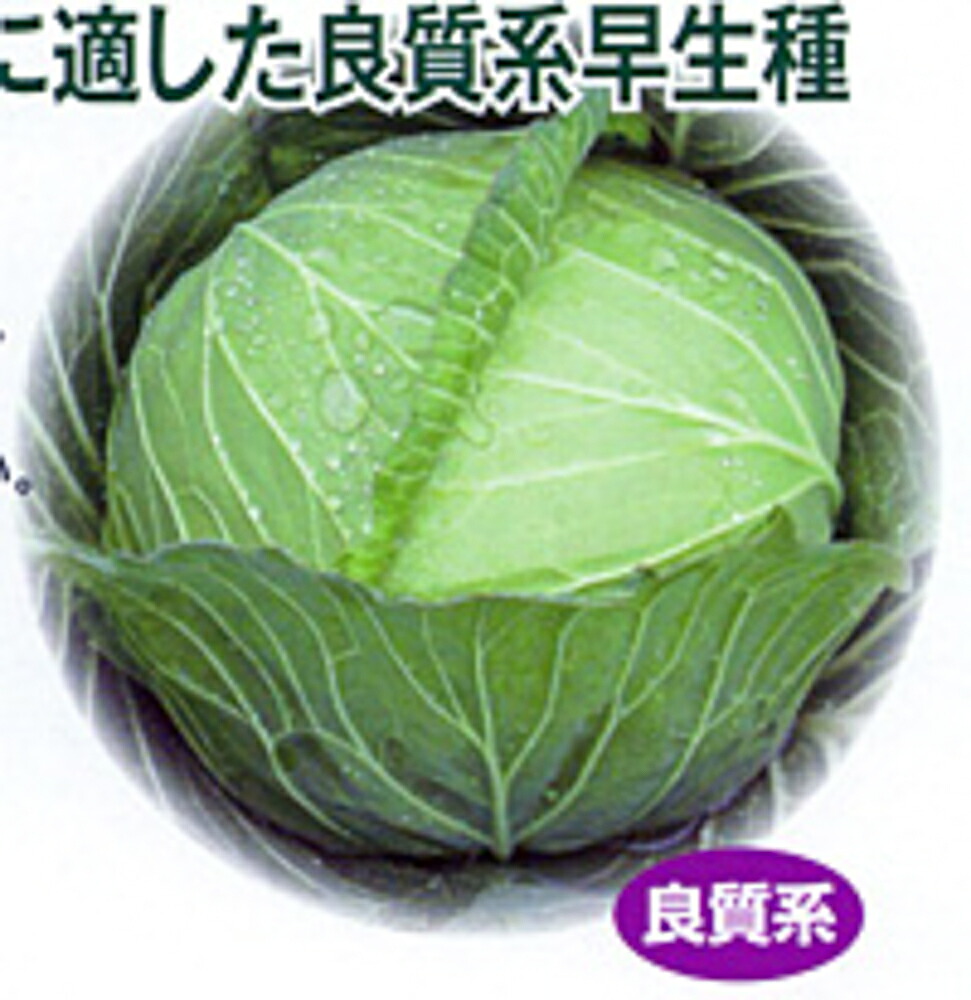 たちかぜ コート5000粒 キャベツ 渡辺交配 【渡辺農事 種 たね タネ 】【通常5倍 5のつく日はポイント10倍対象外商品ポイント3倍固定商品】