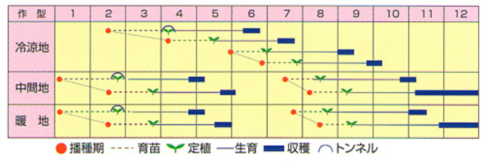 ホワイトベルコート5000粒カリフラワー渡辺交配【渡辺農事種たねタネ】【通常5倍5のつく日はポイント10倍一万円以上の購入で5%OFFクーポン】