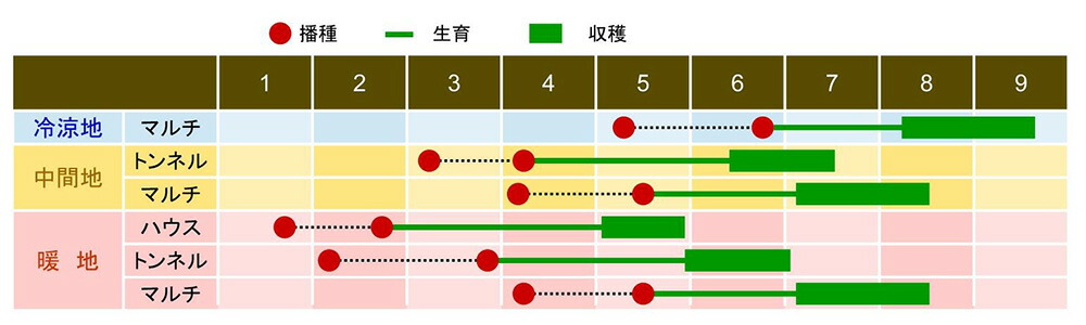 業界No.1 まるかじり 2000粒 スイートコーン 一代交配 www.servitronic.eu