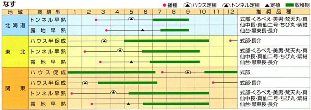 100％安い 黒東長 20ml ナス なす 茄子 johnsblomster.dk