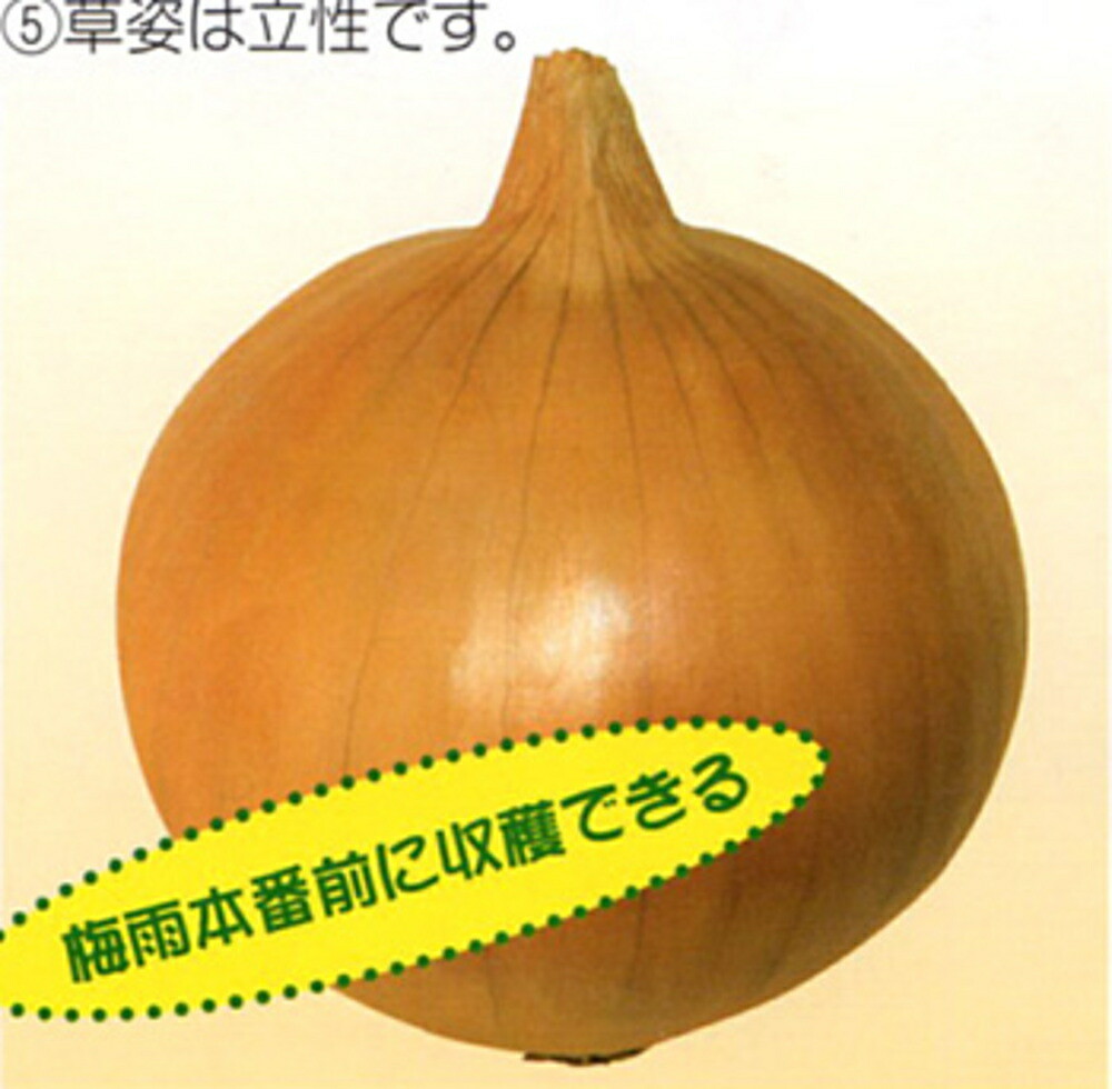 オーロラ 1dl 玉ねぎ たまねぎ 玉葱 タマネギ【渡辺採種場 種 たね タネ 】【通常5倍 5のつく日はポイント10倍】