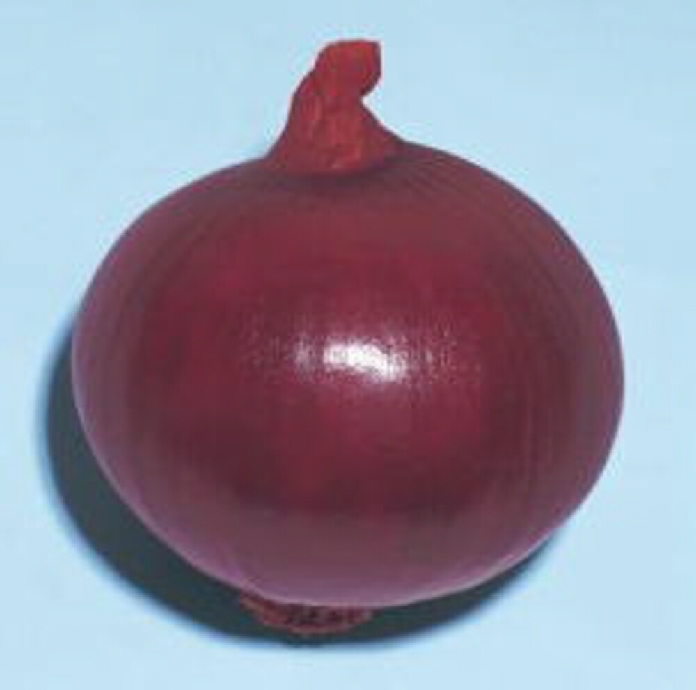 楽天市場】甲高赤 100g 玉ねぎ たまねぎ 玉葱 タマネギ 中原採種場