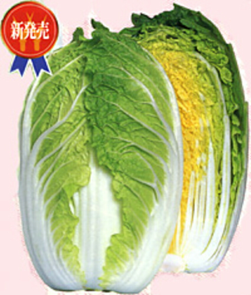 めんこい ミニ白菜 1dl 白菜 ハクサイ はくさい 21新発