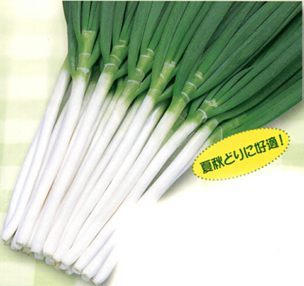 ネギ Webike | ODAX オダックス POWER BRONZE ネイキッドスクリーン