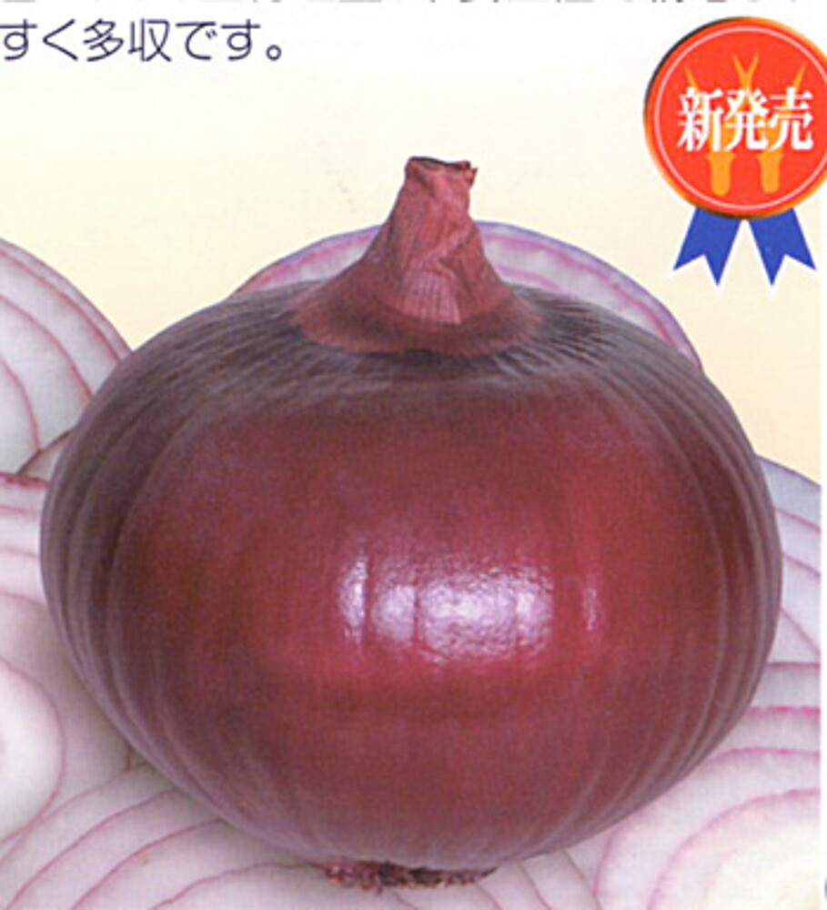 楽天市場】EXスター 100g 超極早生品種 玉ねぎ たまねぎ 玉葱