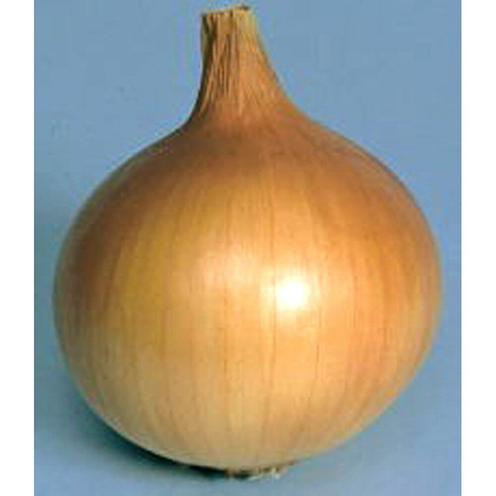 楽天市場】甲高赤 100g 玉ねぎ たまねぎ 玉葱 タマネギ 中原採種場