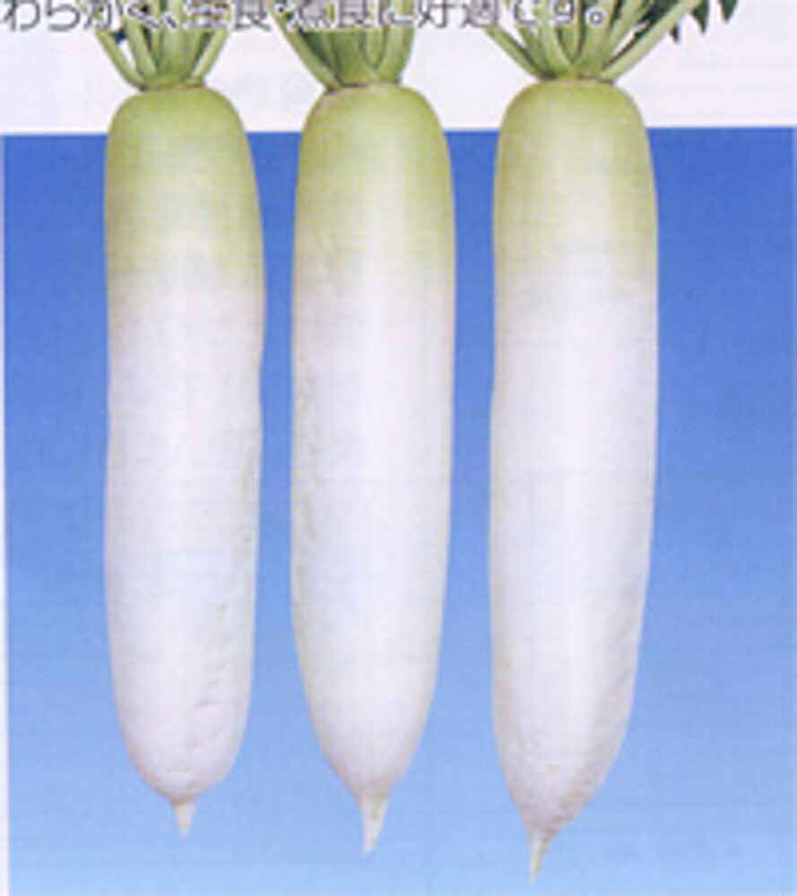もみじスティック 1dl 大根 ダイコン だいこん 野菜種子 ミニ赤ダイコン「もみじスティック」 1dl（ナント種苗