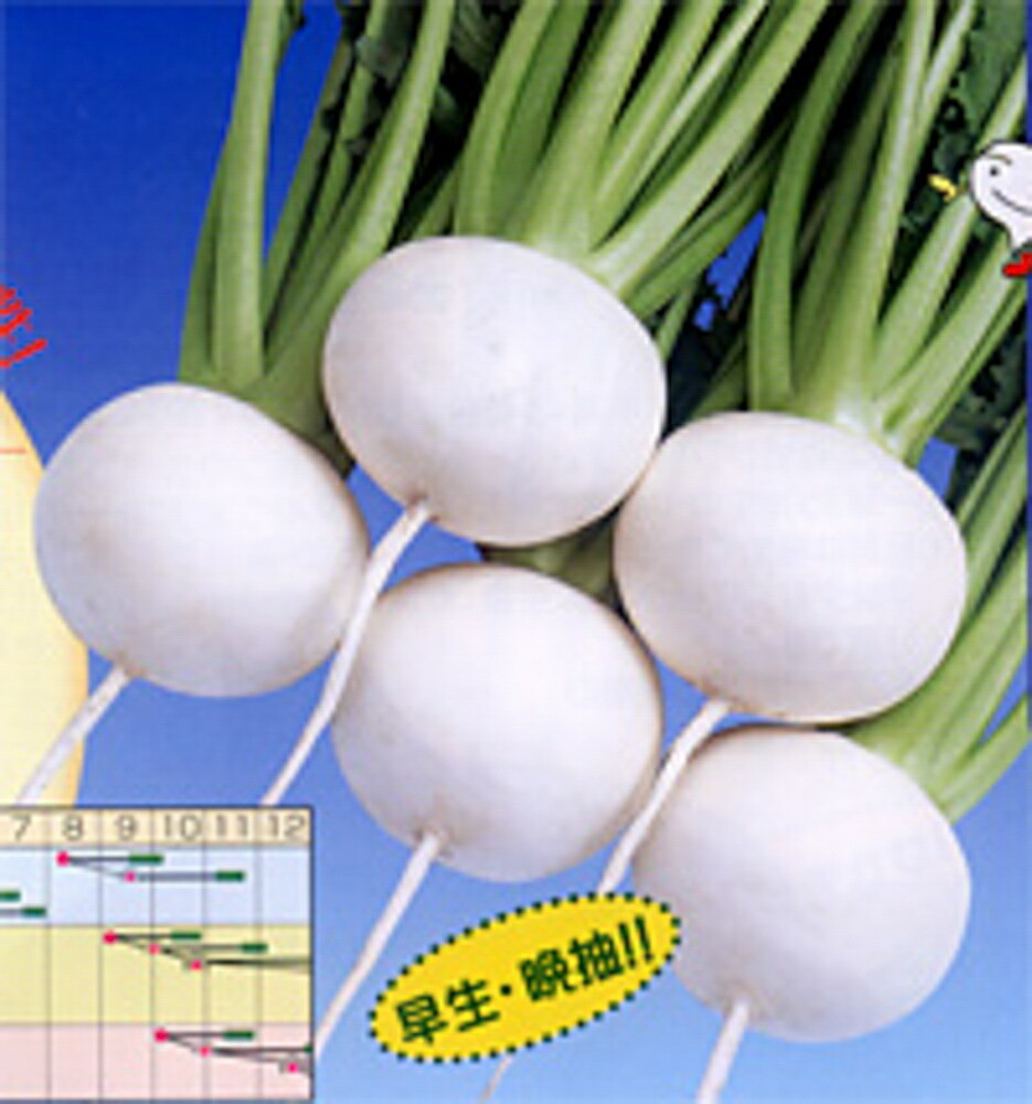 CR雪あかり 2dl かぶ カブ 蕪【渡辺採種場 種 たね タネ 】【通常5倍 5のつく日はポイント10倍】｜全国種苗出荷センター