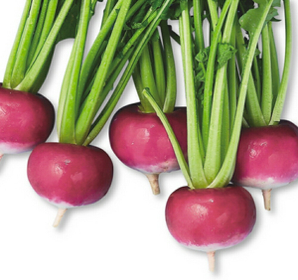 赤かぶ 楽天市場】長崎赤蕪 1L袋 かぶ カブ 蕪 ヤエ育成 【八江農芸 種 たね