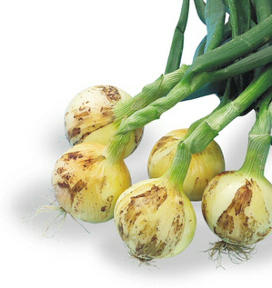 楽天市場】ホームたまねぎ球根 300g : 庄内米産直店 土門商店