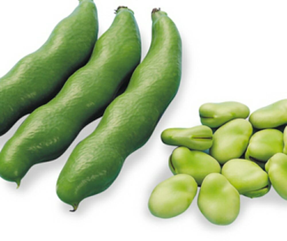 楽天市場】千倉一寸(全日本そ菜原種審査会 1等特別賞受賞) 1L そらまめ