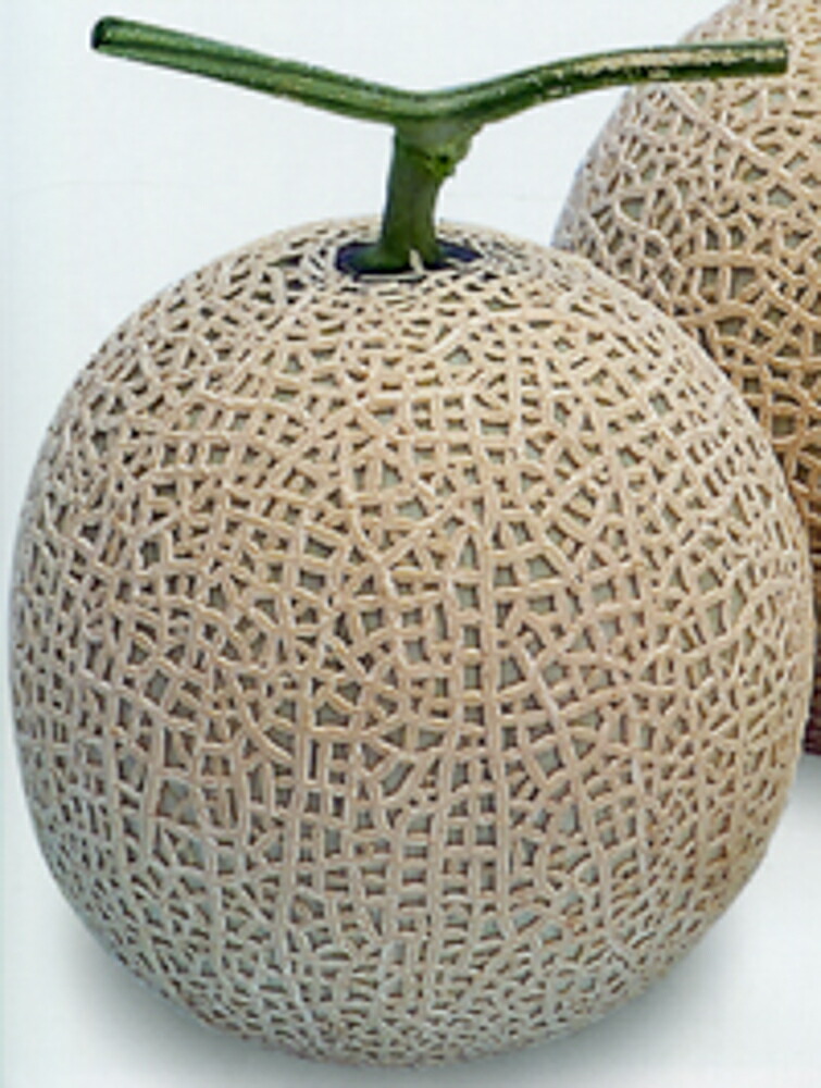 めろん 楽天市場】ミラノ夏1 100粒 めろん メロン 舐瓜 ヤエ交配 【八江農芸