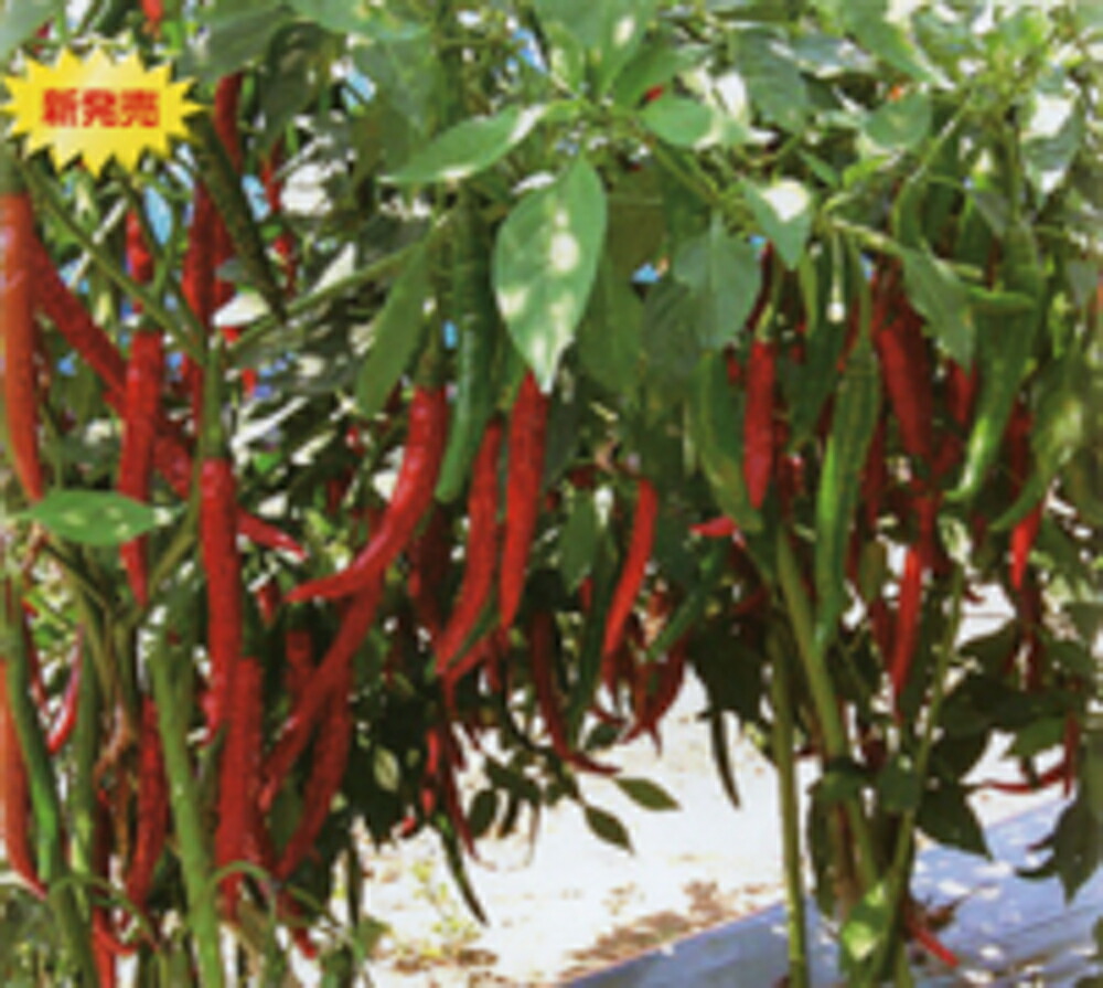 楽天市場】ホットパラソルEX 八重農芸の激辛唐辛子品種です