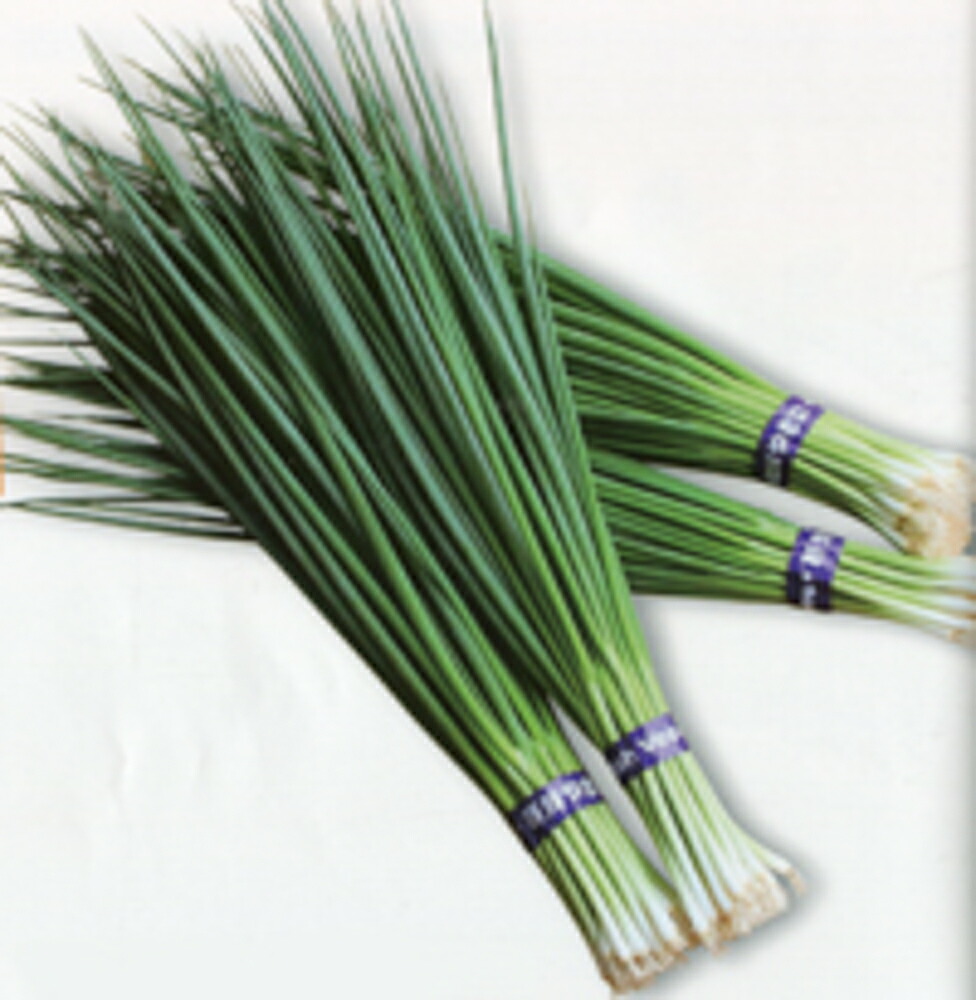 ストレート 葉葱 1L袋 葱 ネギ ねぎ ヤエ交配 【八江農芸 種 たね タネ】【通常5倍 5のつく日はポイント10倍対象外商品ポイント3倍固定商品】｜全国種苗出荷センター