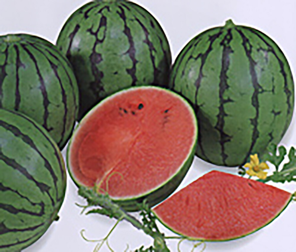 楽天市場】サマーオレンジミドル 200粒 スイカ すいか 西瓜 【ナント