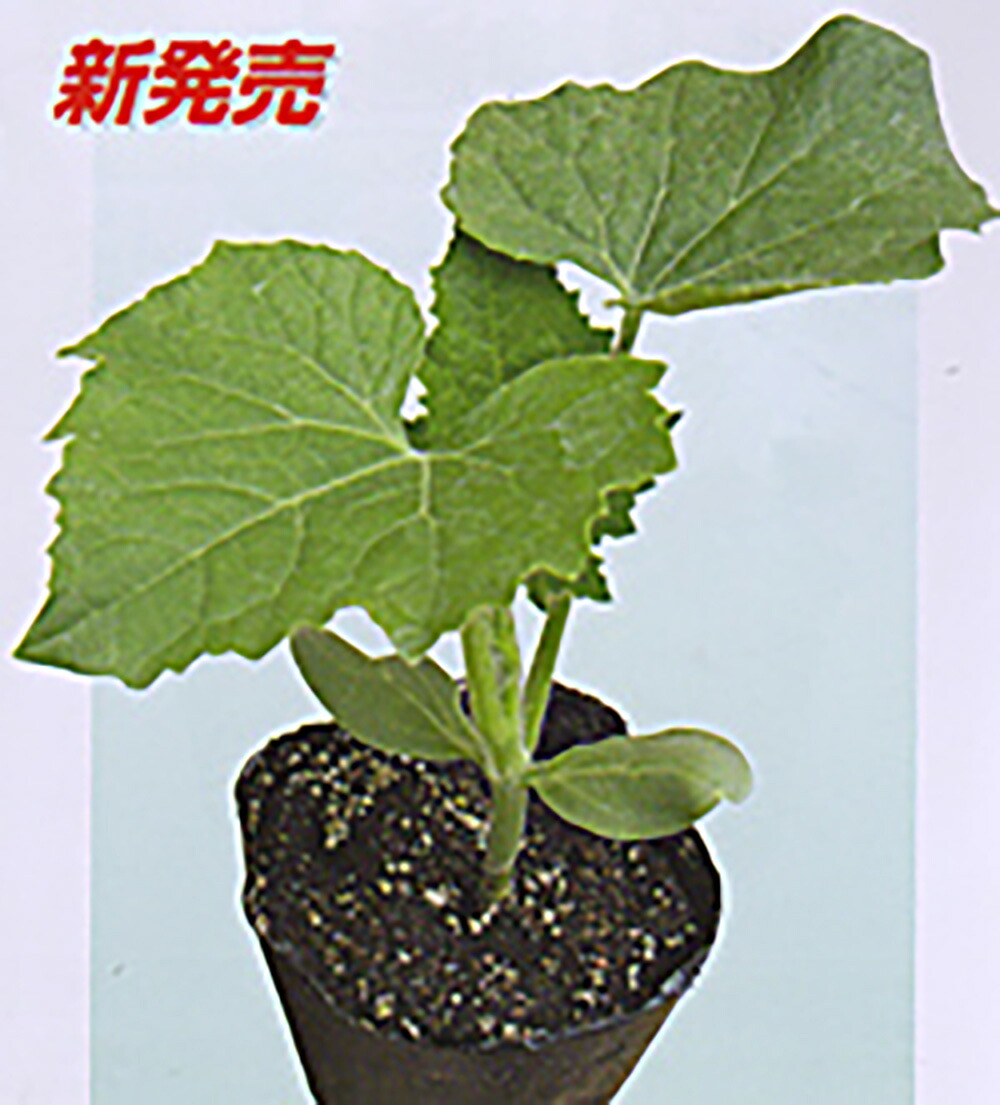 いちおし 1L 台木 ダイギ だいぎ【大和農園 種 たね タネ】【通常5倍 5のつく日はポイント10倍】|全国種苗出荷センター